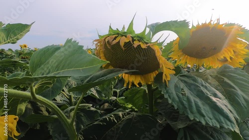 Field with sunflowes in summertime closeup. Belarus, 2,7K