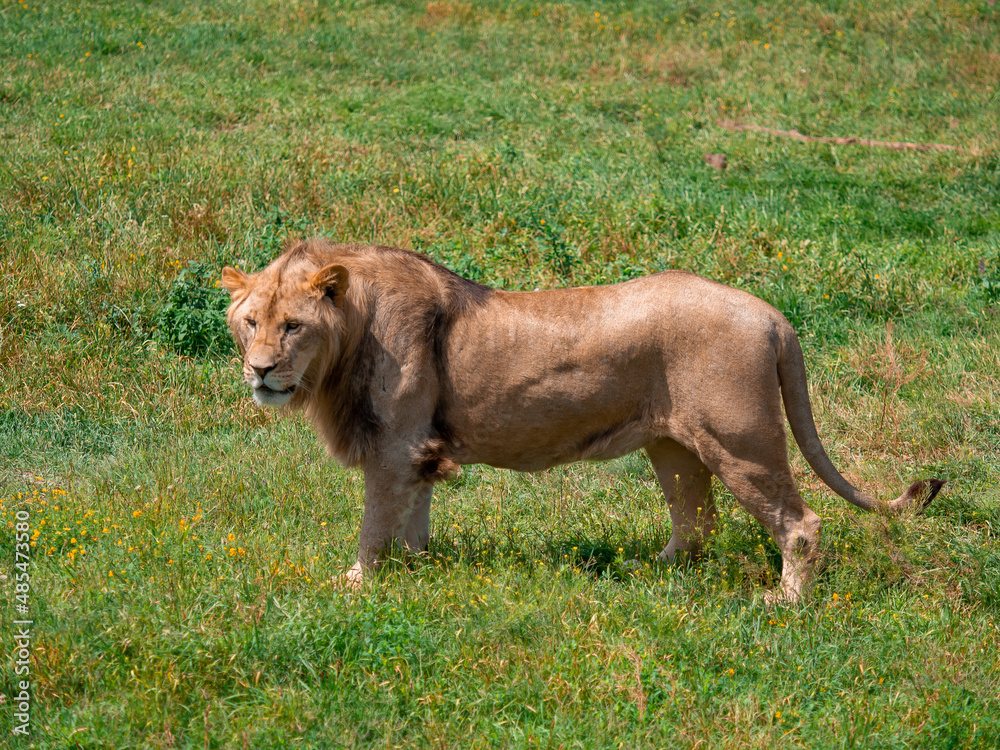 Beautiful Lion in the golden grass of Masai Mara, Kenya Beautiful Lion in the golden grass of Masai Mara, Kenya