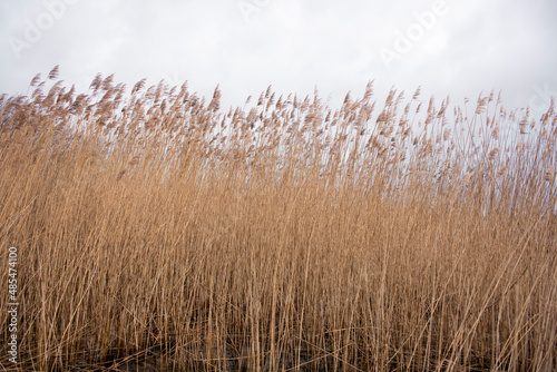 waving reeds in the wind as a minimal background