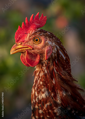 Beautiful Rooster Chicken Images Indian Village Morning 