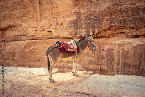 A donkey in Peta