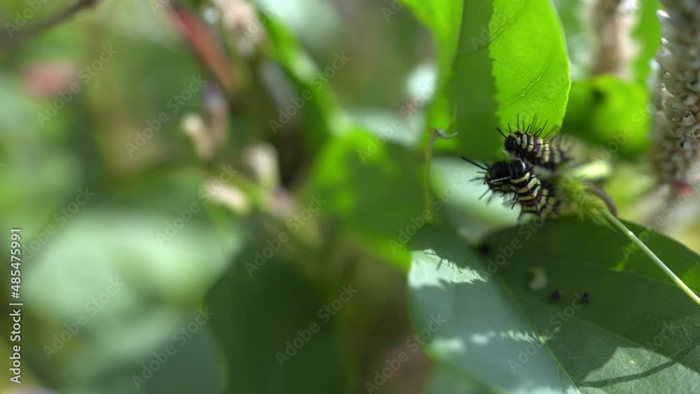 Worms is moving and eating green leaves. Worms is moving and eating green leaves.