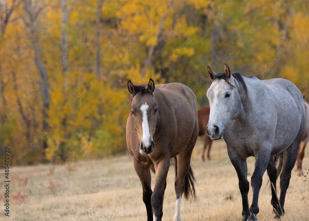 Horses in The Fall Golden Aspens Horses in The Fall Golden Aspens