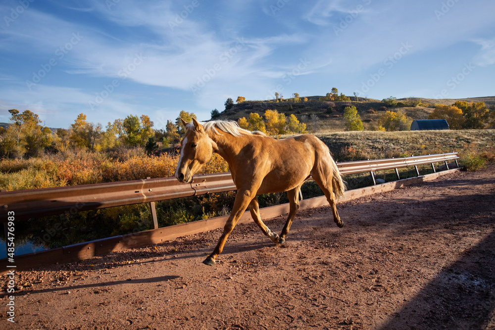 Obraz premium Palomino Long Trott