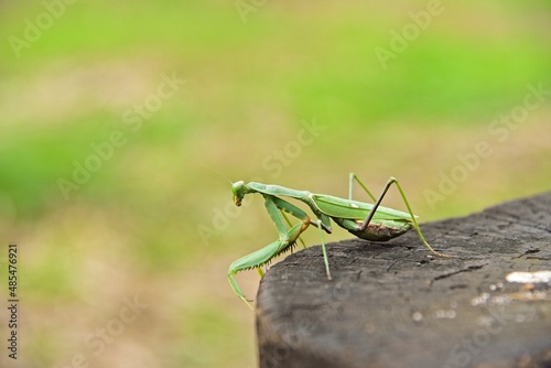 A close up photo of a garden mantis insect taken during February in Israel. High quality photo
