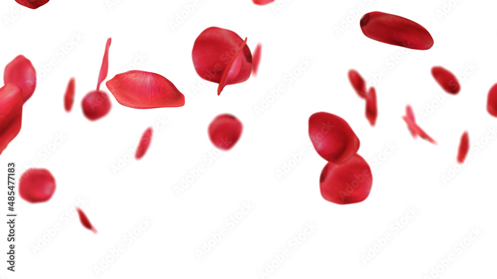 rose petals falling on white background. rose petals falling on white background.