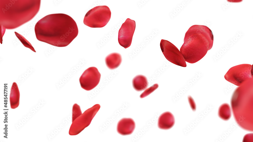 rose petals falling on white background. rose petals falling on white background.