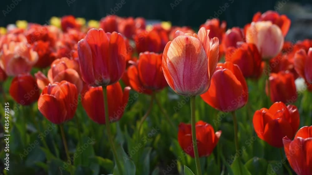 Tulips garden red close-up in the wind. Atmospheric spring natural background. A bright sunny warm day. The flower heads are waving in the flowerbed. Blurred background of the park, low depth of field Tulips garden red close-up in the wind. Atmospheric spring natural background. A bright sunny warm day. The flower heads are waving in the flowerbed. Blurred background of the park, low depth of field
