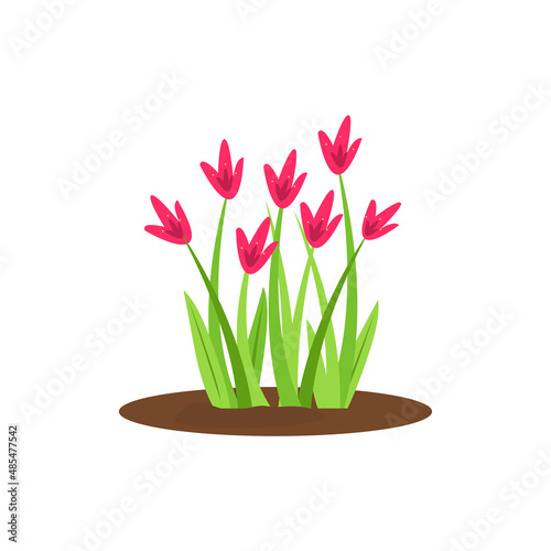 Fototapeta Naklejka Na Ścianę i Meble -  Pink crocuses isolated image. A clearing of primroses. Herbaceous plant. Saffron bush on the ground. Cute cartoon element for advertising, postcards, stickers. Vector illustration