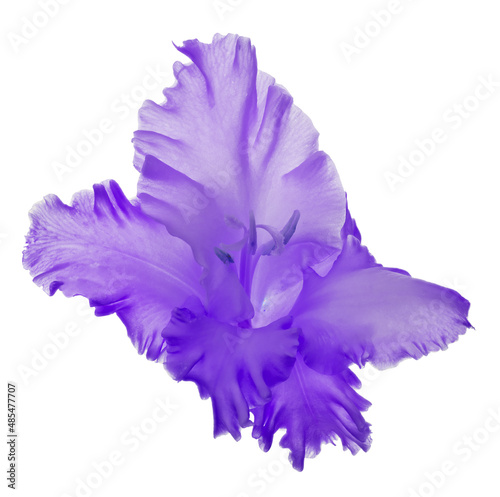 Fototapeta Naklejka Na Ścianę i Meble -  isolated bloom of lilac bright gladiolus