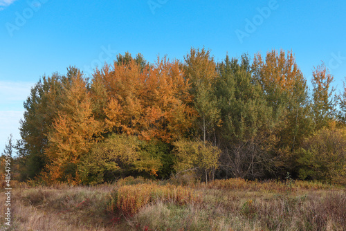 Autumn forest. Country landscape.
