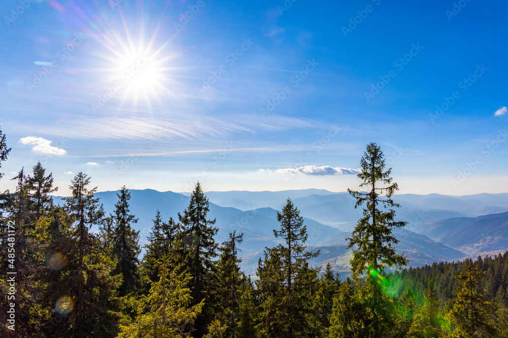 Deforestation of coniferous forest in highland in autumn