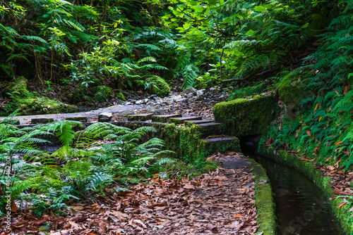 Hiking path in the forest by Levada do Rei