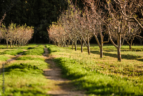 Beautiful path through the woods with young trees.