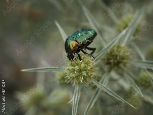 Green beetle bronzovka eats pollen from a flower in a meadow. The beetle's armor is covered in scratches. horizontally