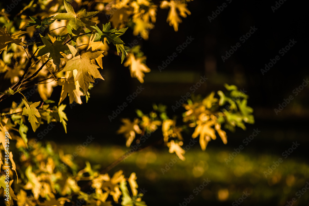 Beautiful yellow leaves at forest during autumn. Beautiful yellow leaves at forest during autumn.