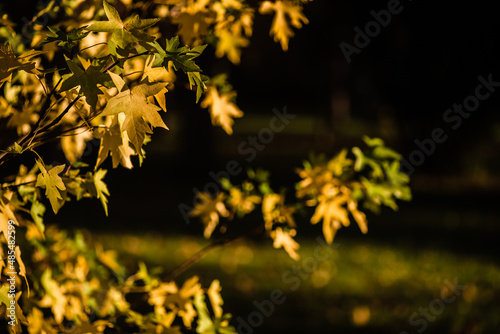 Beautiful yellow leaves at forest during autumn.