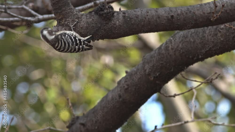 Japanese Pygmy Woodpecker foraging for insects. Japanese Pygmy Woodpecker foraging for insects.