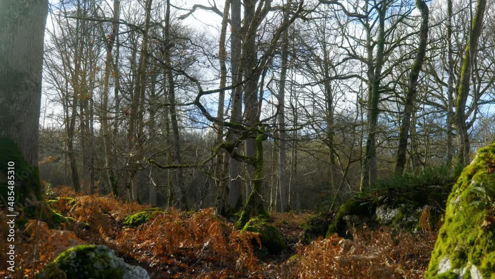 4K Cinematic landscape still shot of a tree covered in moss, in the forest on a sunny day, against sunlight. 4K Cinematic landscape still shot of a tree covered in moss, in the forest on a sunny day, against sunlight.