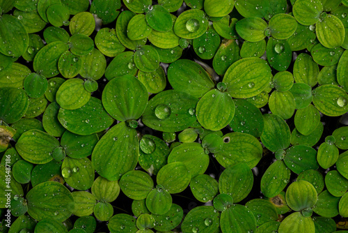 Obraz na plátne Green Duckweed texture for wallpaper and background