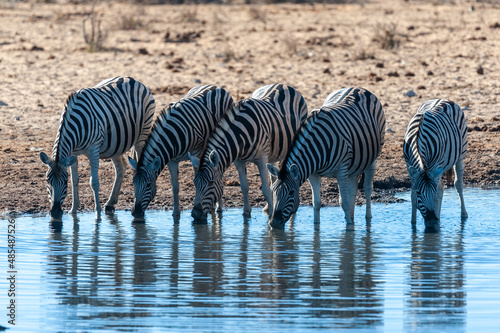 A group of Burchell's Plains zebra -Equus quagga burchelli- drinking from a waterhole in Etosha National Park, Namibia.