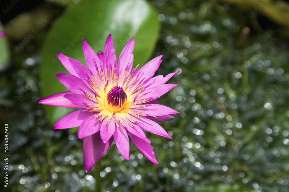 Obraz premium Lotus or water lily flower blooming in the pond park isolated on green leaves background.