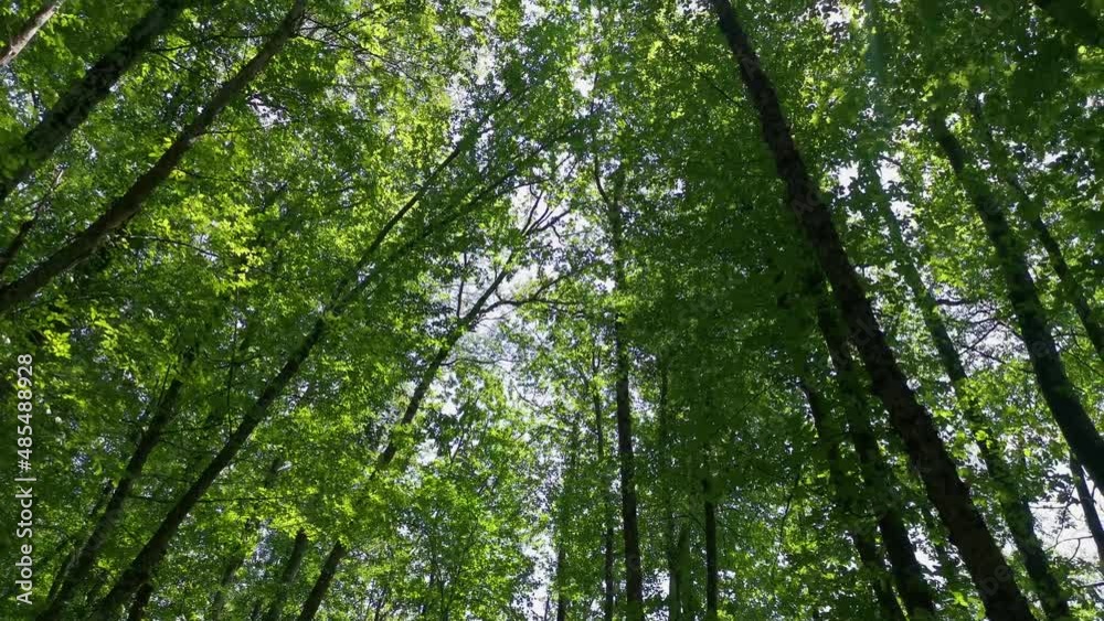 Beautiful green forest early in the morning. Summer sunny landscape. Warm rays break through the green leaves of the crown. Tall beech trees stretch to the sky. Natural atmospheric background, peace Beautiful green forest early in the morning. Summer sunny landscape. Warm rays break through the green leaves of the crown. Tall beech trees stretch to the sky. Natural atmospheric background, peace