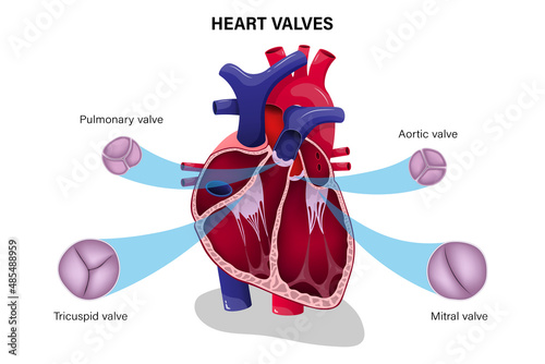Human heart valve. Pulmonary valve, Aortic valve, Tricuspid valve and Mitral valve.