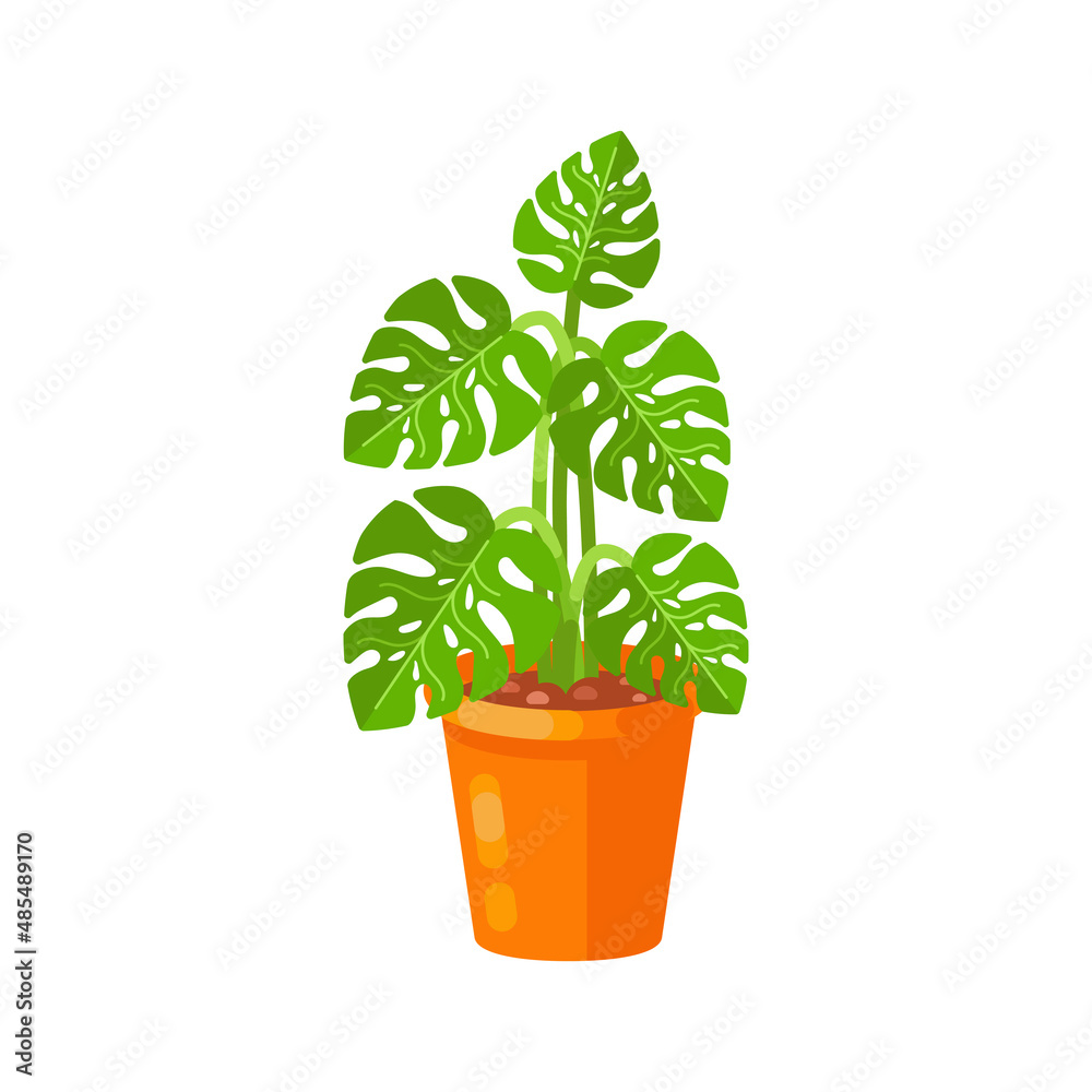 Monstera in a pot in flat design. Houseplant on an isolated white background. Vector stock illustration