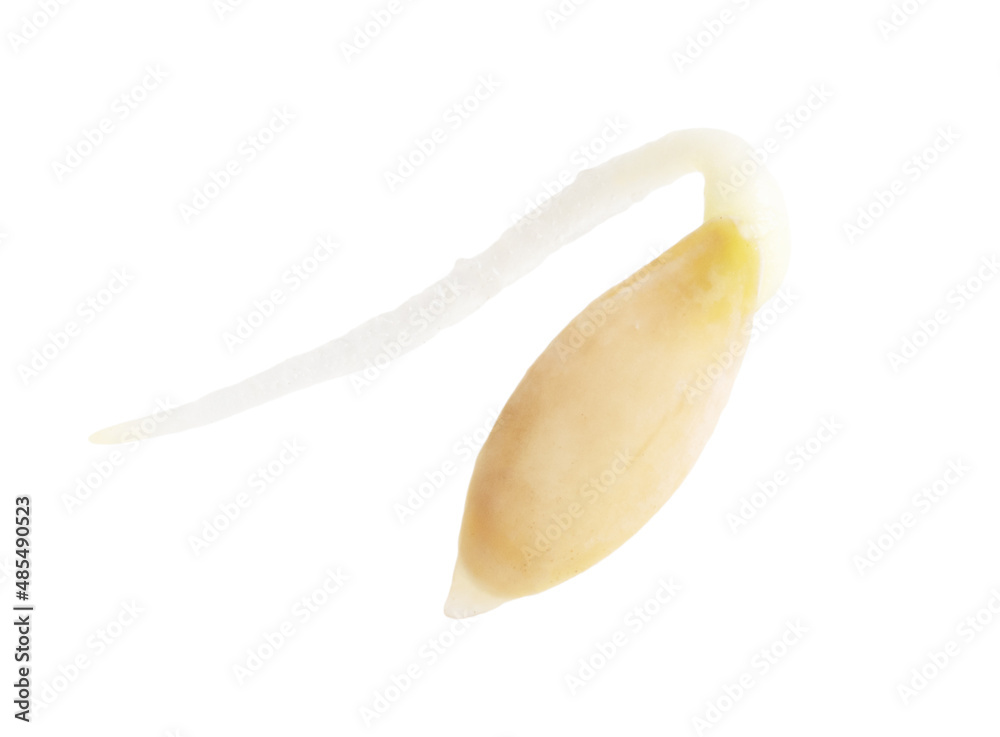 Seed cucumber sprout isolated on white background. Seed cucumber sprout isolated on white background.
