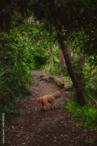 Cavoodle dog going for a walk through the forest