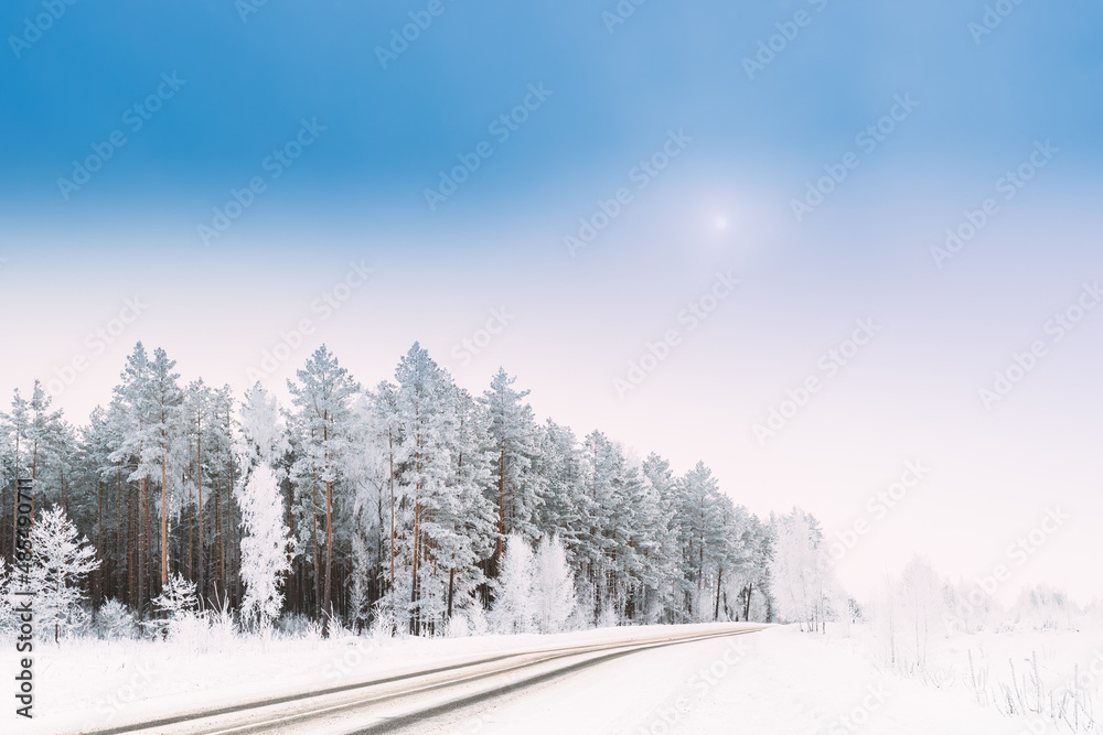 Snow Covered Pine Forest Near Countryside Road. Frosted Trees Frozen Trunks Woods In Winter Snowy Coniferous Forest Landscape Near Country Road. Altered Sky. Adverse Weather Conditions. Beautiful