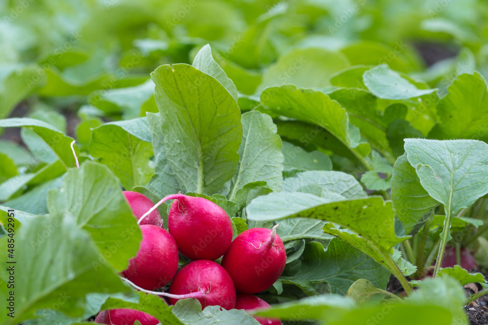 A bunch of natural freshly picked red radishes on a green vegetable patch outdoors in an organic garden