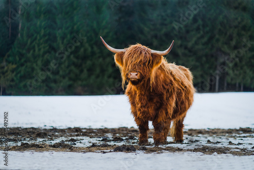 Highland Cattle im Schnee - Schottisches Hochlandrind im Schnee photo
