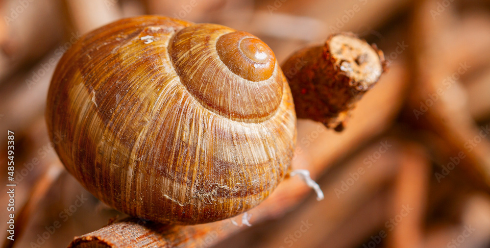 Weinbergschnecke Rebholz Weinbergschnecke Rebholz