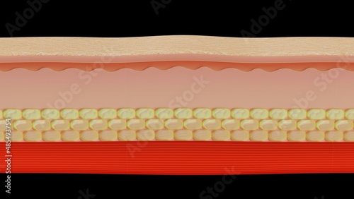 skin layer 3D render illustration