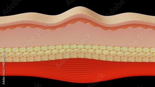 skin layer 3D render illustration
