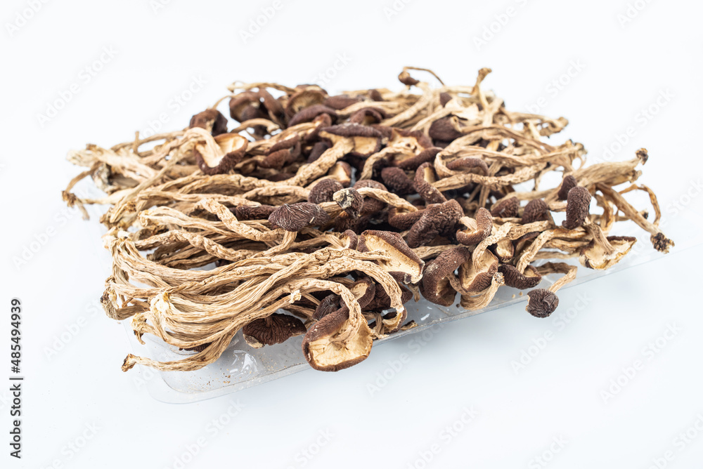 Tea tree mushroom on white background Tea tree mushroom on white background