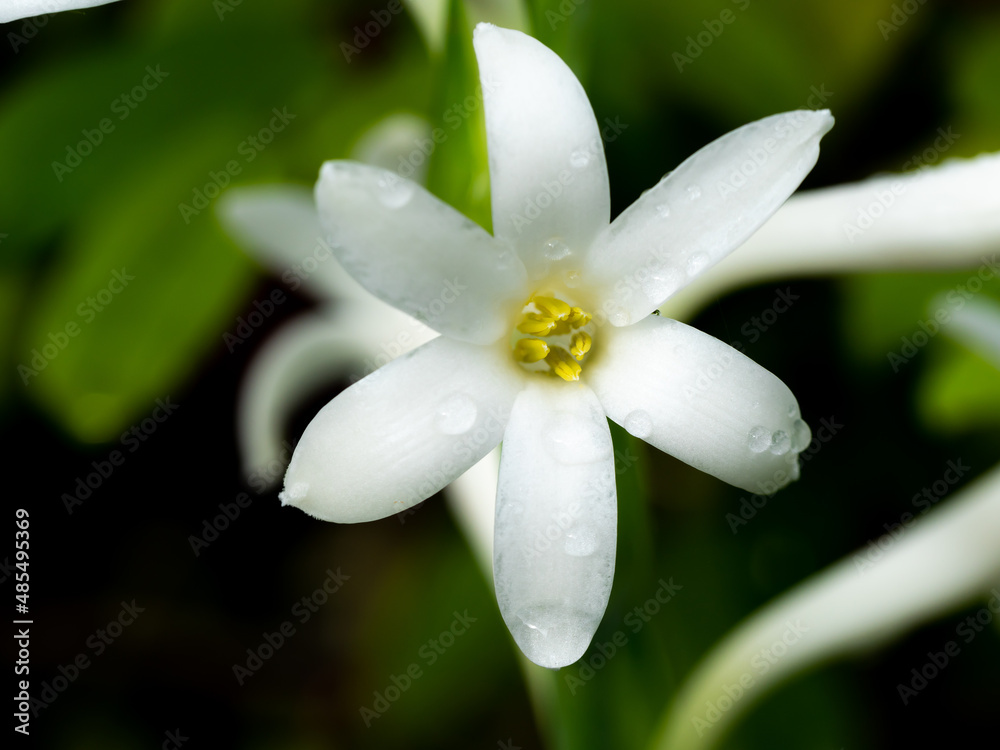 Fototapeta premium Rain Drops Perched on The Tuberose Flower Blooming