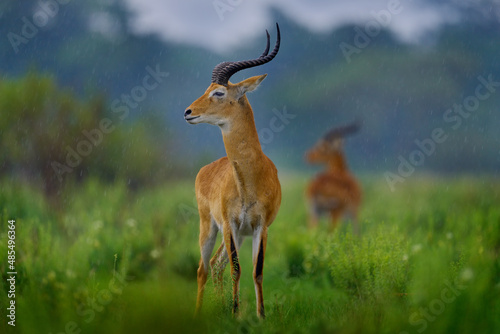 Ugandan kob, Kobus kob thomasi, rainy day in the savannah. Kob antelope in the green vegetation during the rain, Queen Elizabeth NP in Uganda, Africa. Cute antelope in the nature habitat, wildlife. photo