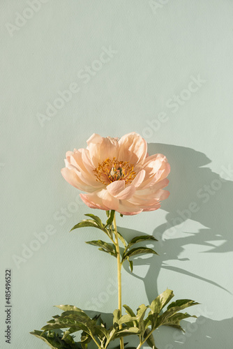 Fototapeta Naklejka Na Ścianę i Meble -  Peachy peony flower on neutral pastel aquamarine background. Minimal stylish still life floral composition