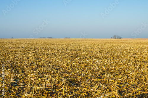 The harvest in the corn field was harvested and only one stubble remained. Empty cornfield at dawn photo