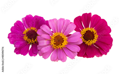 zinnia flower isolated