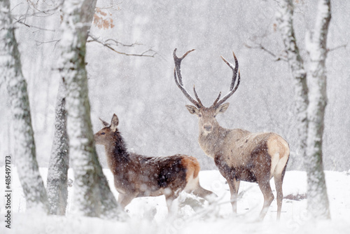 Winter wildlife. Red deer  Cervus elaphus  big animal in the nature forest habitat. Deer in the oak trees mountain  Studen Kladenec  Eastern Rhodopes  Bulgaria in Europe. Snow animal.