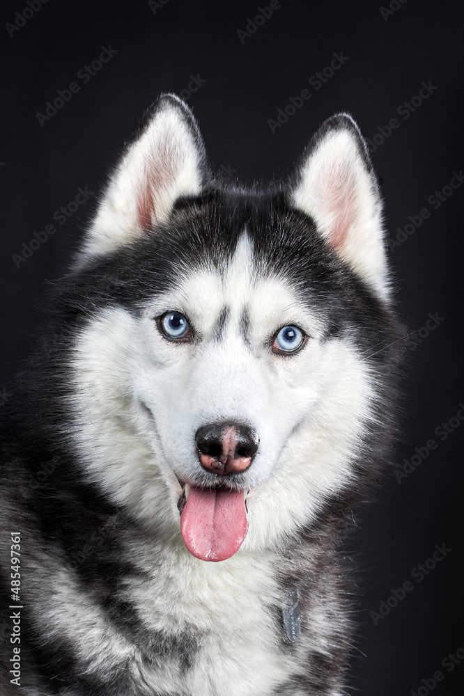 Close-up Siberian Husky's head with blue eyes on an isolated black background, front view.