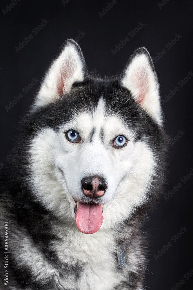 Close-up Siberian Husky's head with blue eyes on an isolated black background, front view. Close-up Siberian Husky's head with blue eyes on an isolated black background, front view.