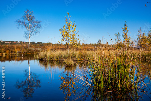Fotografia Kendlmuehlfilz near Grassau, an upland moor in Southern Bavaria, Germany