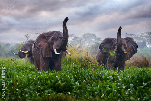 Elephant in rain, Victoria Nile delta. Elephant in Murchison Falls NP, Uganda. Big Mammal in the green grass, forest vegetation. Elephant watewr walk in the nature habitat. Uganda wildlife, Africa. photo