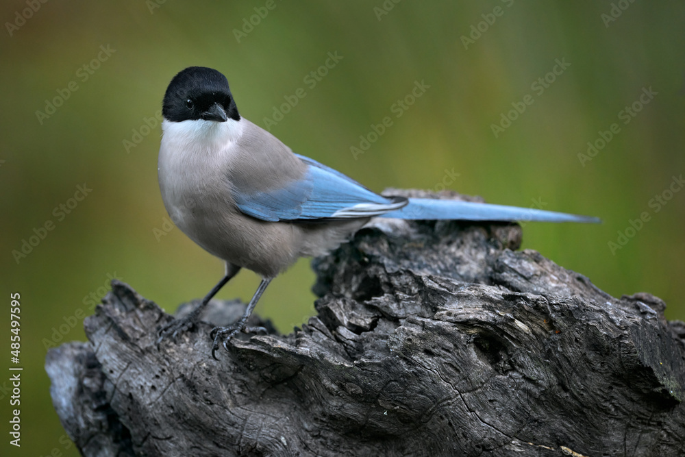 Obraz premium Azure-winged Magpie, Cyanopica cyanus, rare bird on the rock habitat, Sierra de Andújar, Andalusia, Spain in Europe. Magpie in the nature stone habitat.