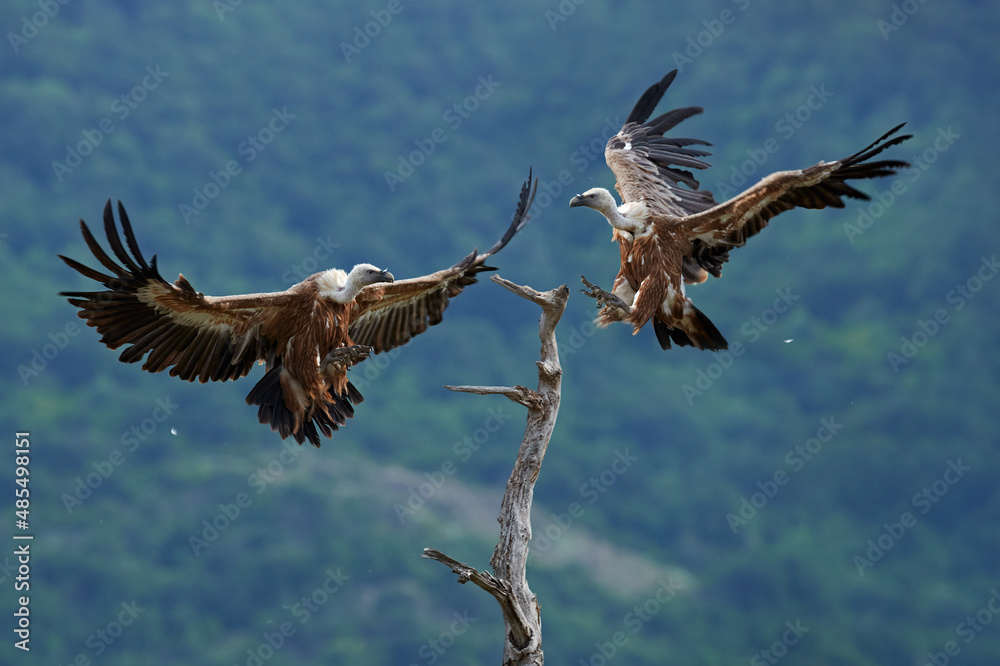Fototapeta premium Griffon Vulture, Gyps fulvus, big birds of prey sitting on rocky mountain, nature habitat, Madzarovo, Bulgaria, Eastern Rhodopes. Wildlife from Balkan. Wildlife scene from nature. Blue flower on rock.